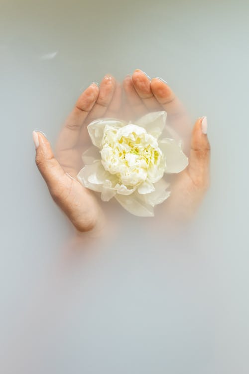 Unrecognizable female with soft manicured hands holding white flower with delicate petals in hands during spa procedures