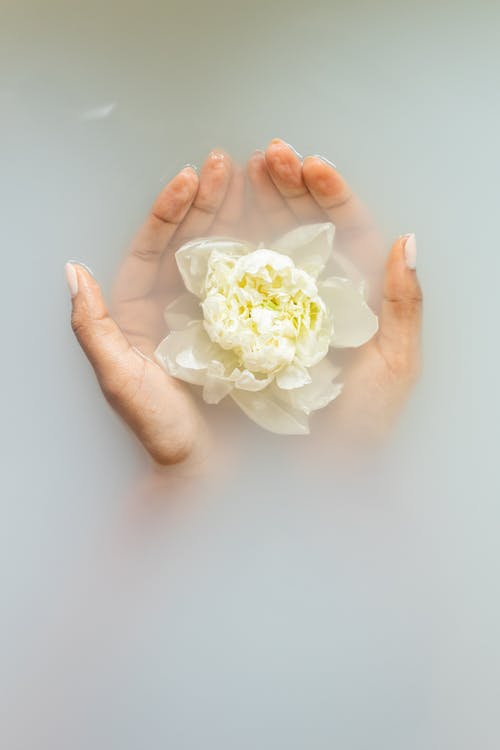 Unrecognizable female with soft manicured hands holding white flower with delicate petals in hands during spa procedures