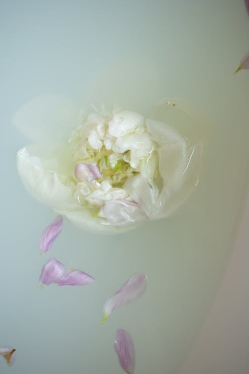 Top view of white water in bathtub with fresh colorful flower petals in light flat