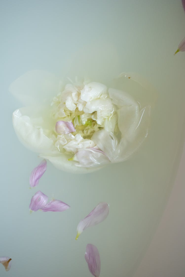 Milk Bath With Flower Petals In Bathroom