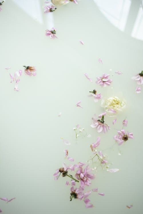From above of many delicate purple petals of flowers in water of bathroom in daytime