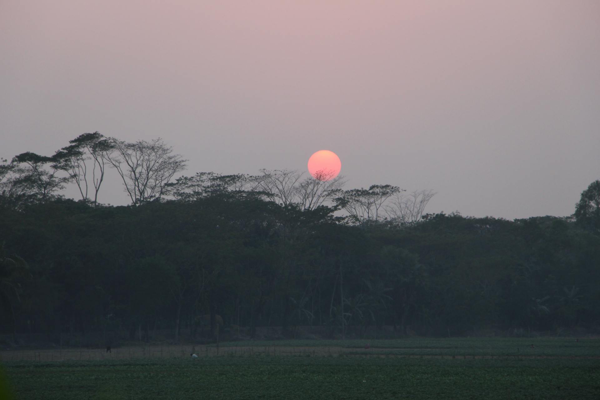 A tranquil sunset over Bangladeshi countryside with silhouetted trees and fields.