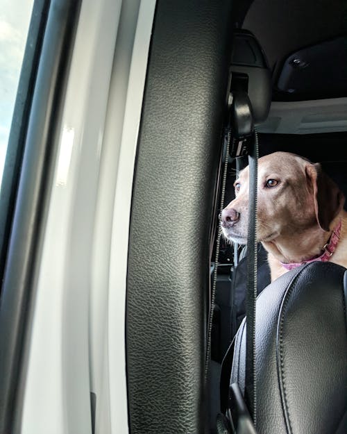 Fotos de stock gratuitas de fotografía de perro, jeep, Labrador