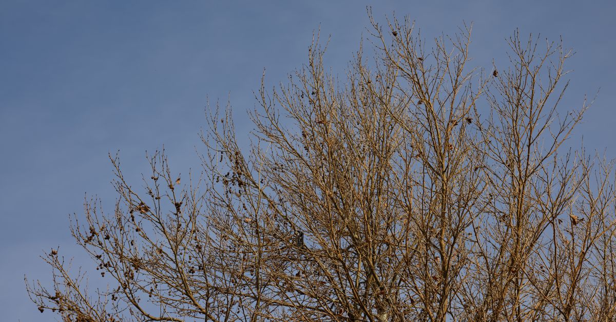 Less Foliage Tree Leafless Tree · Free Stock Photo