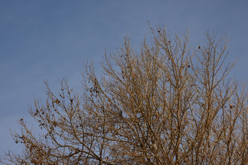 A bare tree with branches reaching into a cloudless blue sky, capturing the essence of nature.