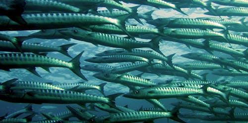 серо серебряная школа подводной фотографии рыб