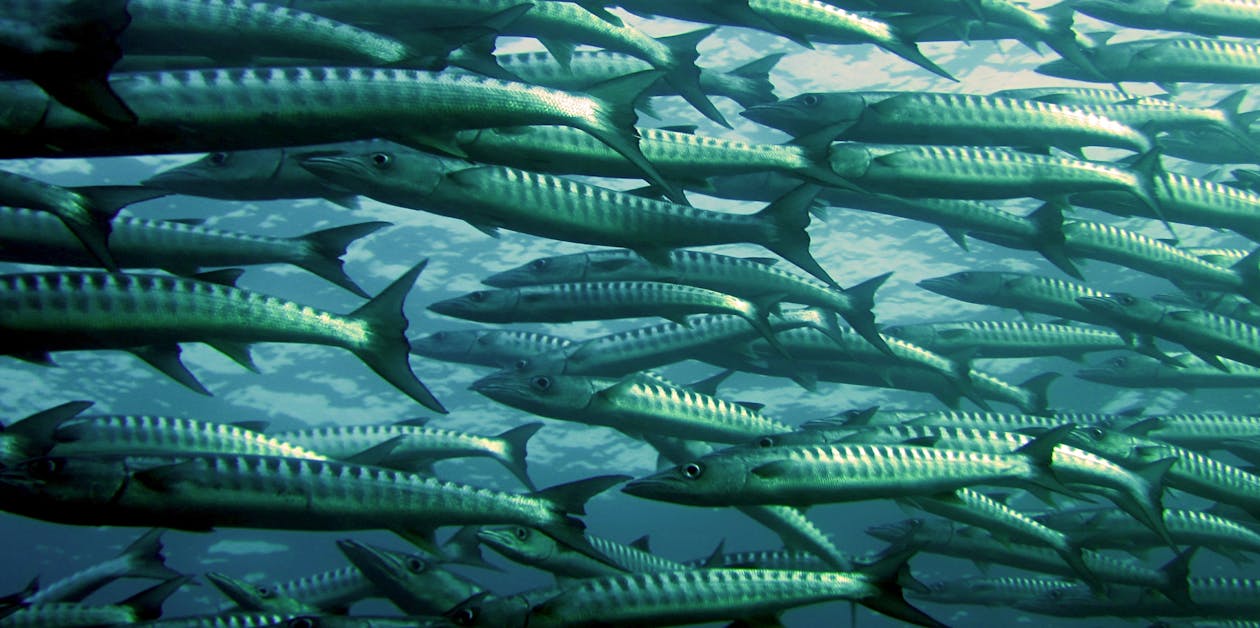 무료 회색과 은색 물고기 수중 사진 학교 스톡 사진