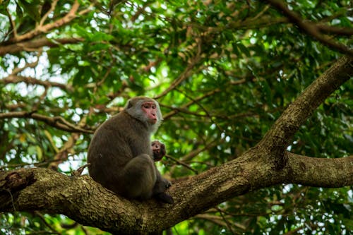 無料 モンキー, 哺乳類, 木の枝の無料の写真素材 写真素材