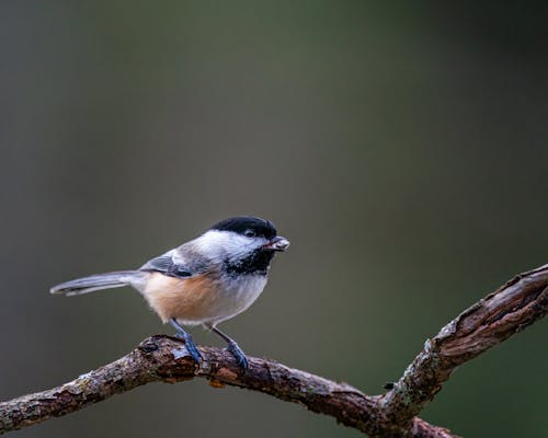 Close-Up Shot of Black-Capped Chickadee Perched on the Branch