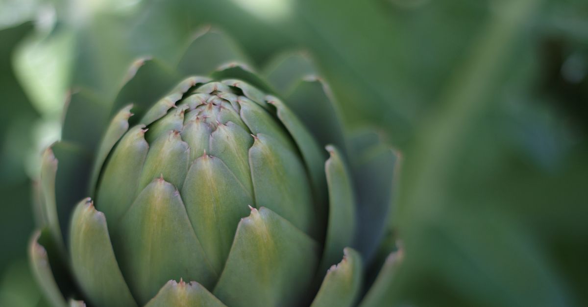 Detailed view of a green artichoke showcasing its natural texture and color. - Evidence evidence guide for artichoke leaf cholesterol meta-analysis