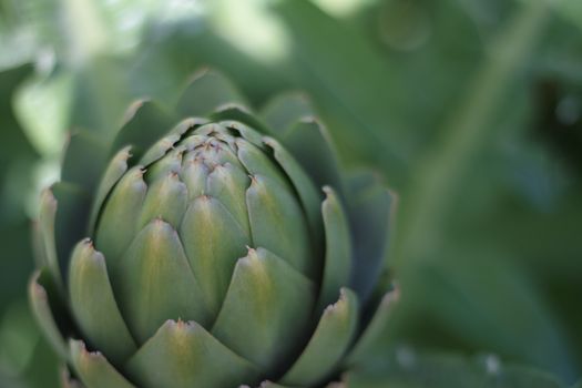 Kostenloses Foto Zum Thema Blumen Nahansicht Nahaufnahme