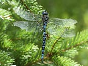 一只蜻蜓的宏观镜头中，它停在翠绿的松树枝上，翅膀细节清晰可见