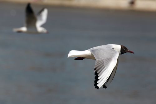 Free A majestic seagull gracefully flying over a serene water body on a sunny day. Stock Photo