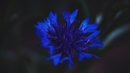 Free stock photo of blue, blue flower, flower Stock Photo