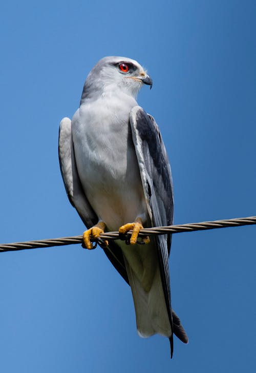 From below of attentive predatory Australian black shouldered kite bird against clear blue sky