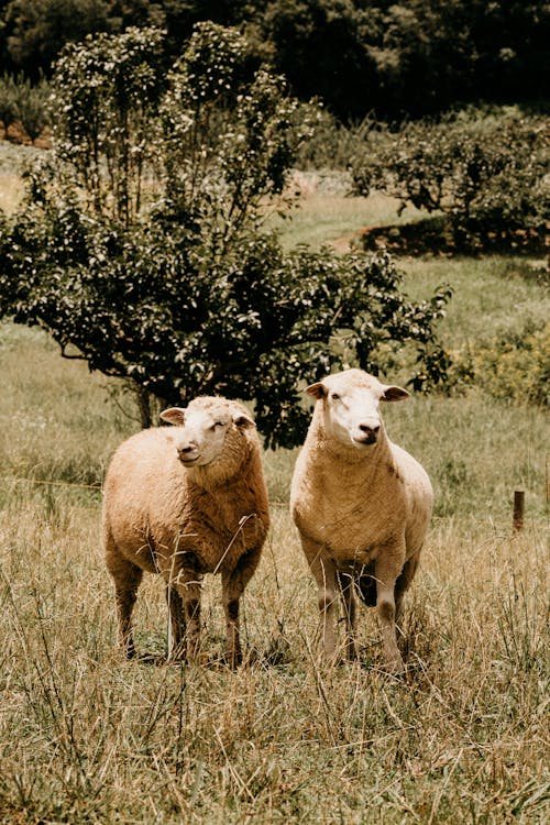 Sheep pasturing in lush farmland lawn