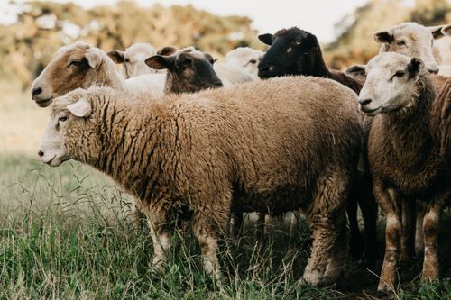 Free Flock of domestic sheep pasturing together on grassy lawn in summer countryside in daylight Stock Photo