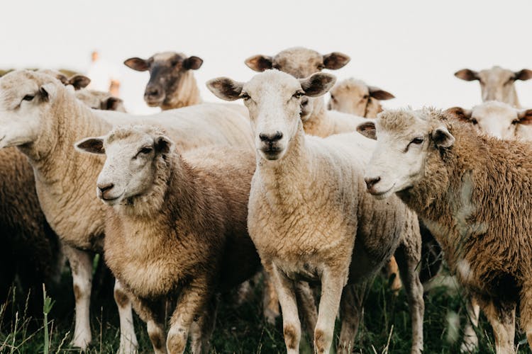 Flock Of Sheep Standing On Grassland In Countryside