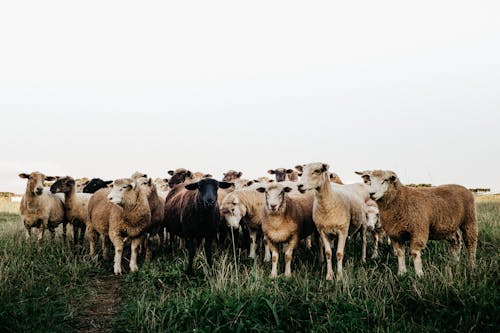 Herd of cute domestic sheep grazing together on verdant grassland in countryside on clear day