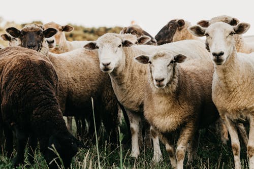 Cute sheep grazing on verdant pasture