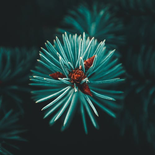 Flower on a Coniferous Tree