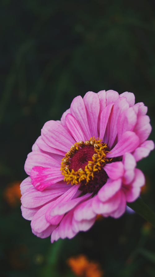 Pink Flower 