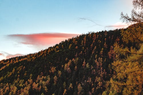 Free Aerial View of Forest during Sunset Stock Photo