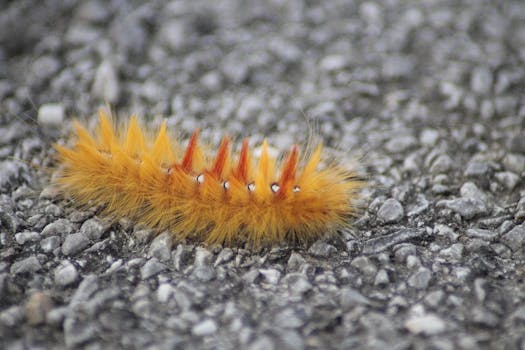 特写镜头中，一条充满活力的橙色毛毛虫在岩石地面上