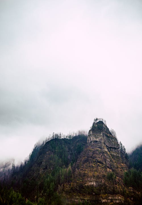 Picturesque scenery of green coniferous treed growing on slope of huge rocky mountain against cloudy sky