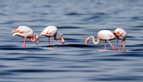 Flamingos in the Water
