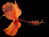 黑色背景上，橙色芙蓉花的特写凸显了其精致花瓣