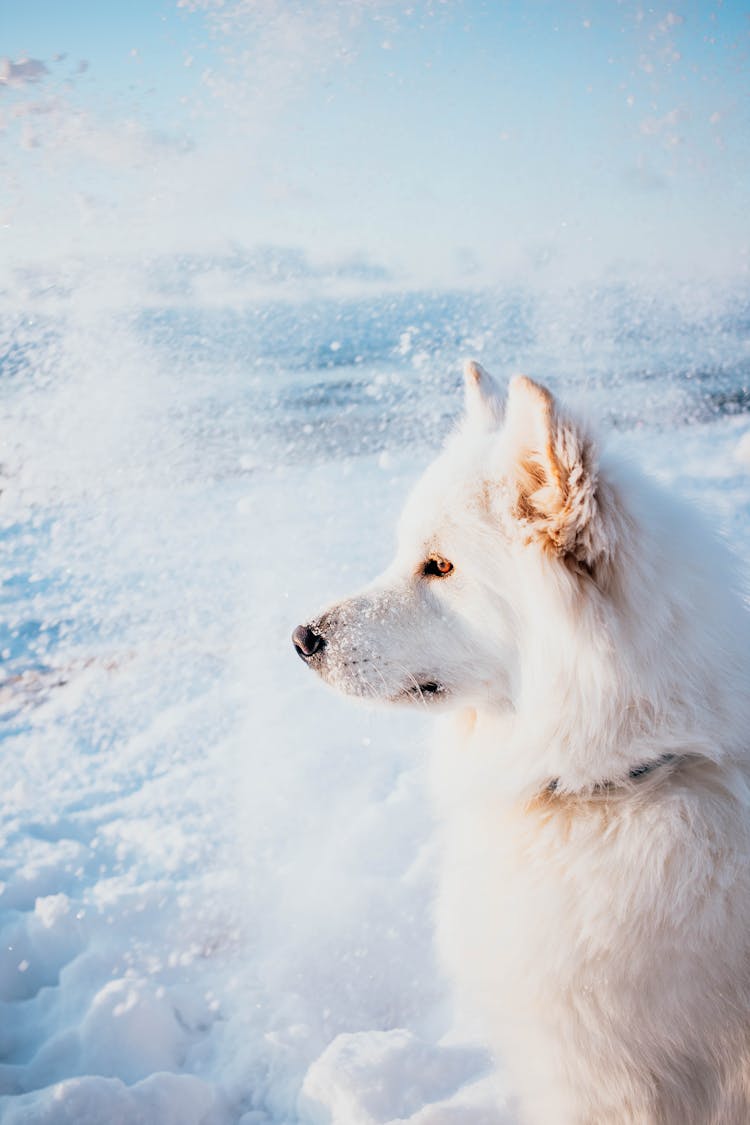 Side View Of A White Samoyed Dog