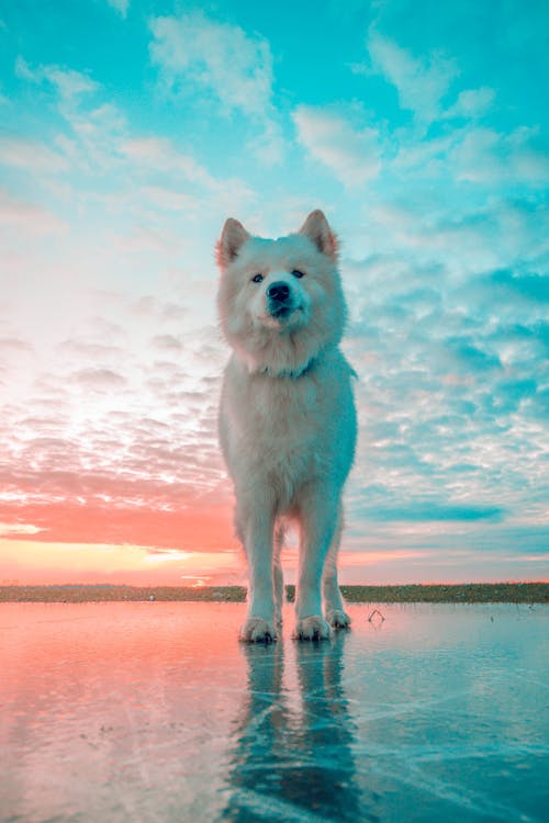 Ilmainen kuvapankkikuva tunnisteilla jäätynyt järvi, koira, koira-valokuvaus Kuvapankkikuva