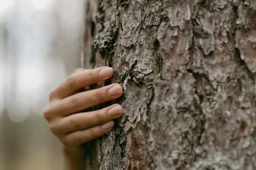 Free A hand gently resting on the rough texture of tree bark, depicting nature connection. Stock Photo