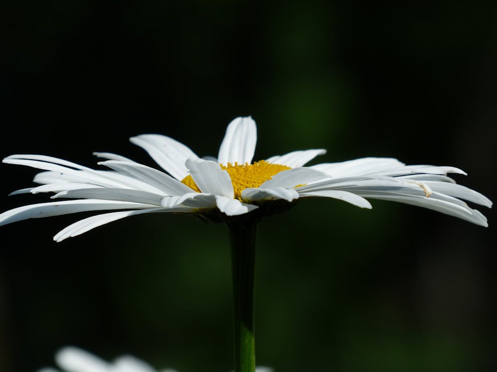 De franc Foto d'estoc gratuïta de argyranthemum, blanc, flor Foto d'estoc