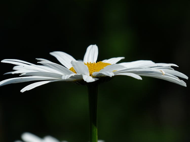 White Daisy Close Up Photo