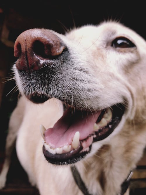 Kostenlos Labrador Retriever Hund Stock-Foto