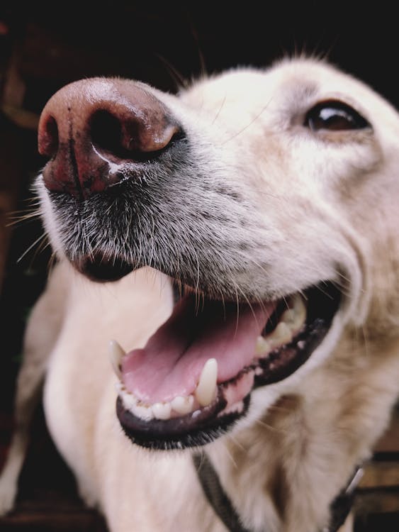 Free Labrador Retriever Dog Stock Photo