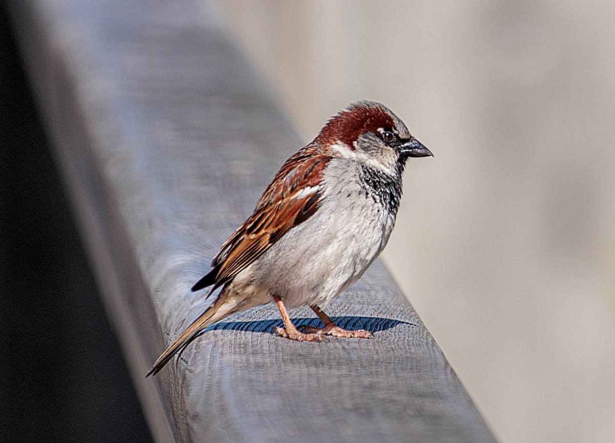 Oil massage for kids