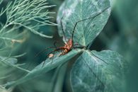 Close-up of a daddy longlegs (Opiliones) resting on green foliage, showcasing detailed textures.