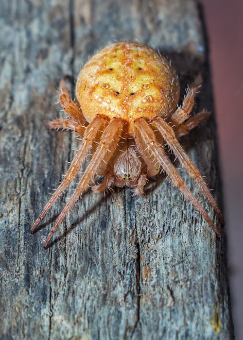 คลังภาพถ่ายฟรี ของ araneidae, ขนปุย, ขนเยอะ