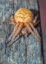 一块饱经风霜的木头上，一只毛茸茸的蜘蛛的宏观特写镜头，清晰地展现了其纹理与色彩