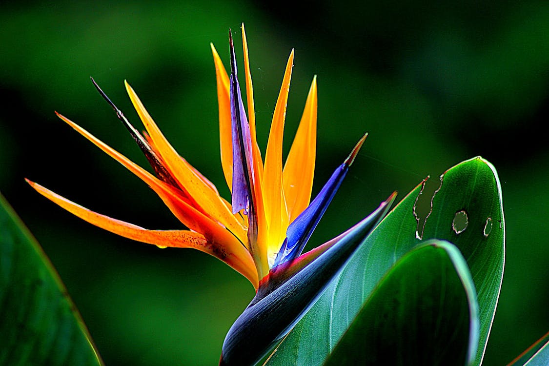 Orange and Purple Birds of Paradise Flower