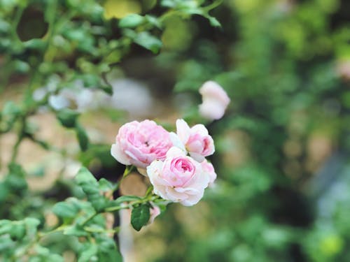 Close Up Photo of Flowers