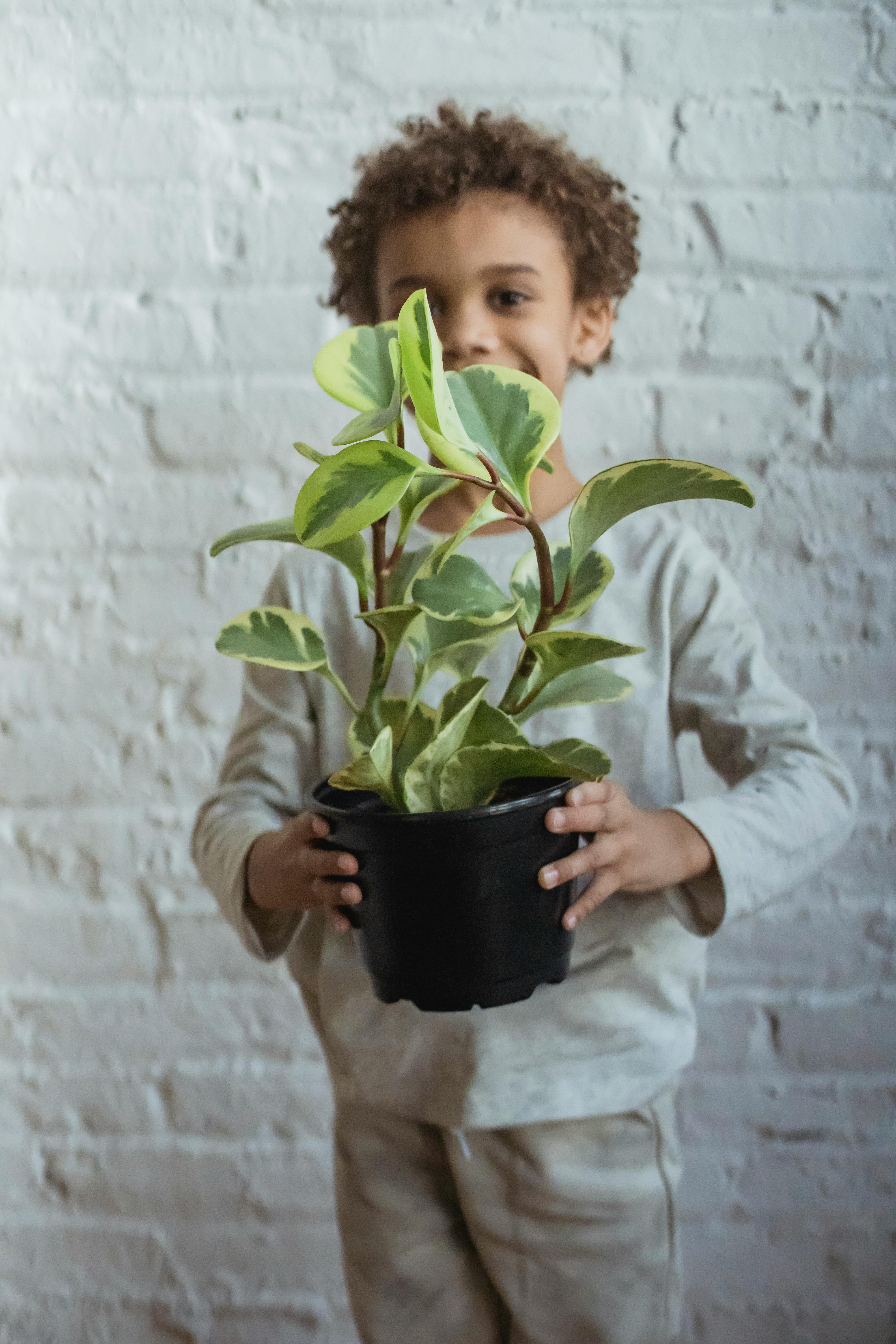 Caring African American boy in casual clothes standing with green flower in pot in hands near wall in light room