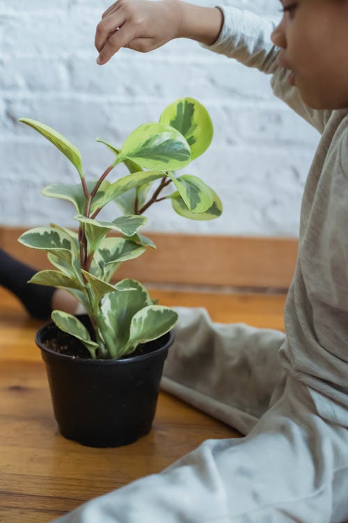 Side view of anonymous African American boy in casual wear sitting on floor with green potted houseplant in light room at home