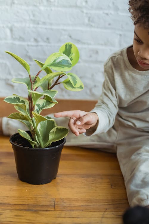 Focused anonymous African American boy pointing at green leaves of potted plant while sitting on floor in light room at home