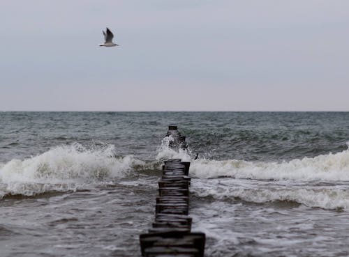 Bird Flying Over the Sea