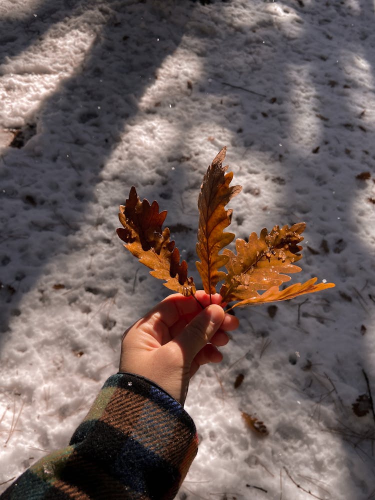 Crop Person With Oak Leaf In Winter Park