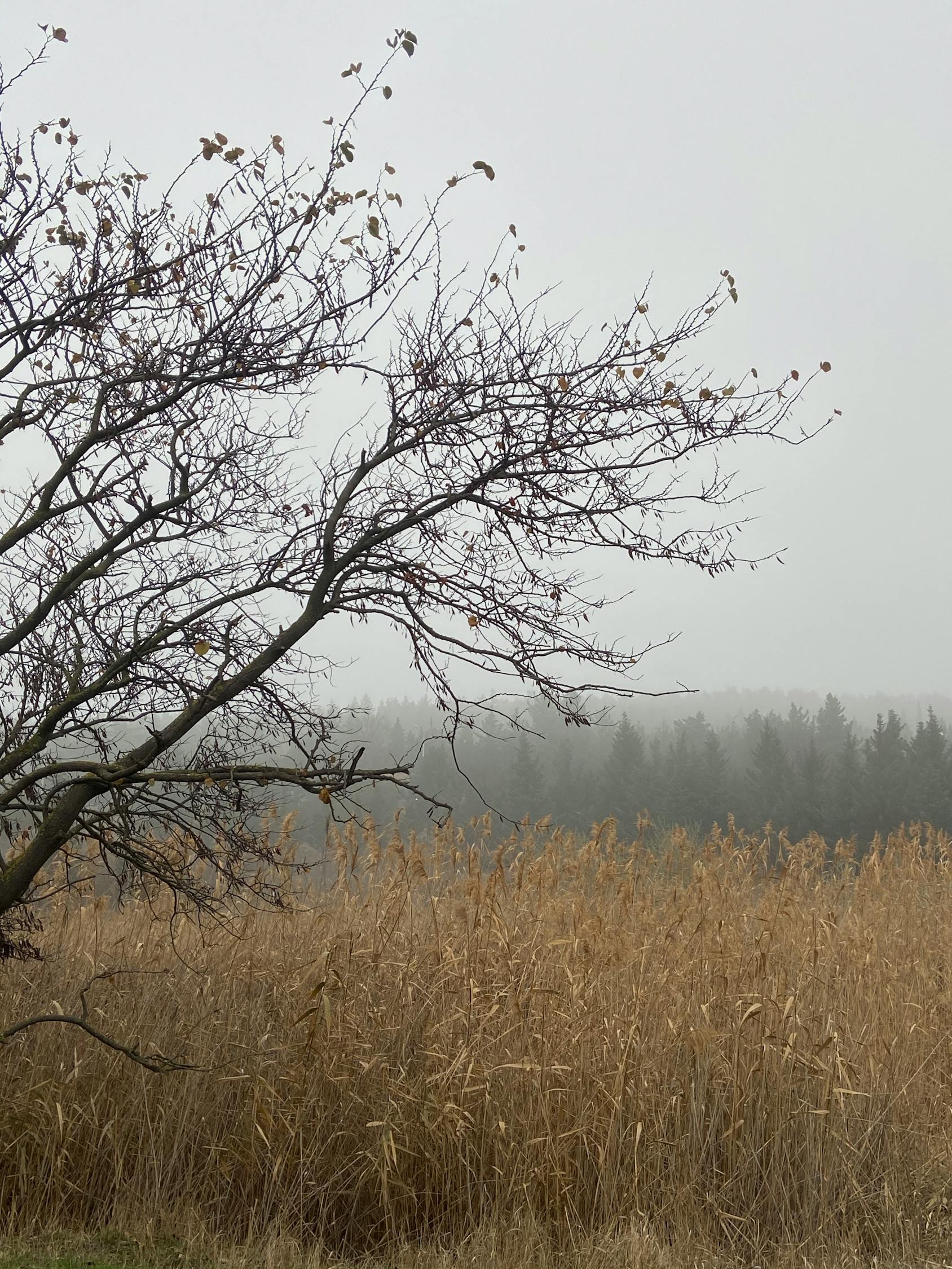Dry tree branches in foggy meadow near forest · Free Stock Photo